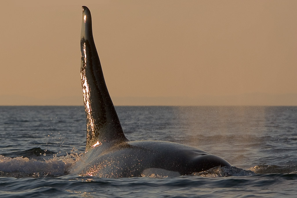 Orcas or killer whales are very common in Johnstone Strait just between Vancouver Island and the coast of British Columbia. Going out on a small vessel just before sunset to catch these maginficent animals in the warm light of the evening is a somewhat unbeateable experience.