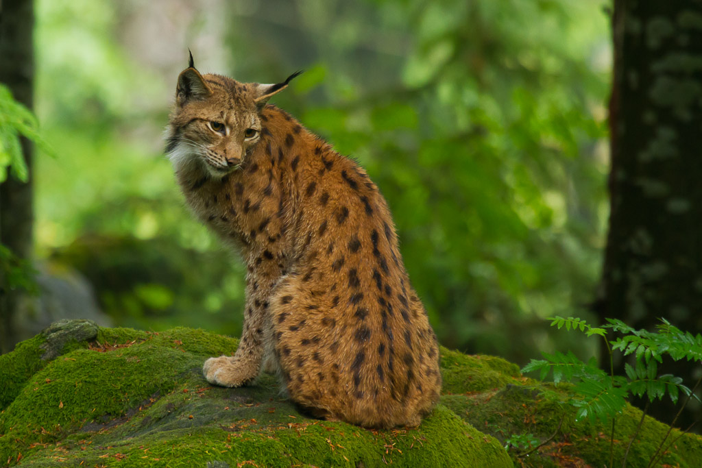 Luchs auf grünem Felsen, Wartezeit 2 h
