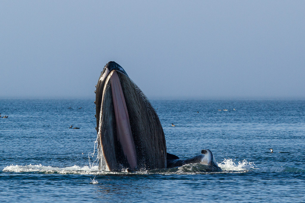 Buckelwal beim Fressen in der Johnstone Strait