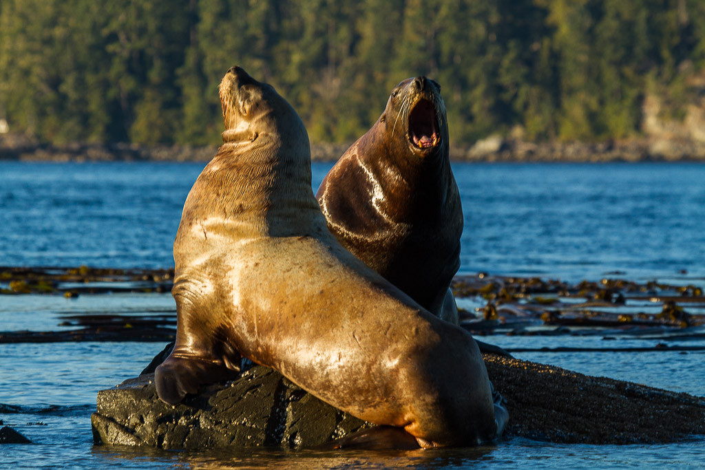 Seelöwen in der Johnstone Strait