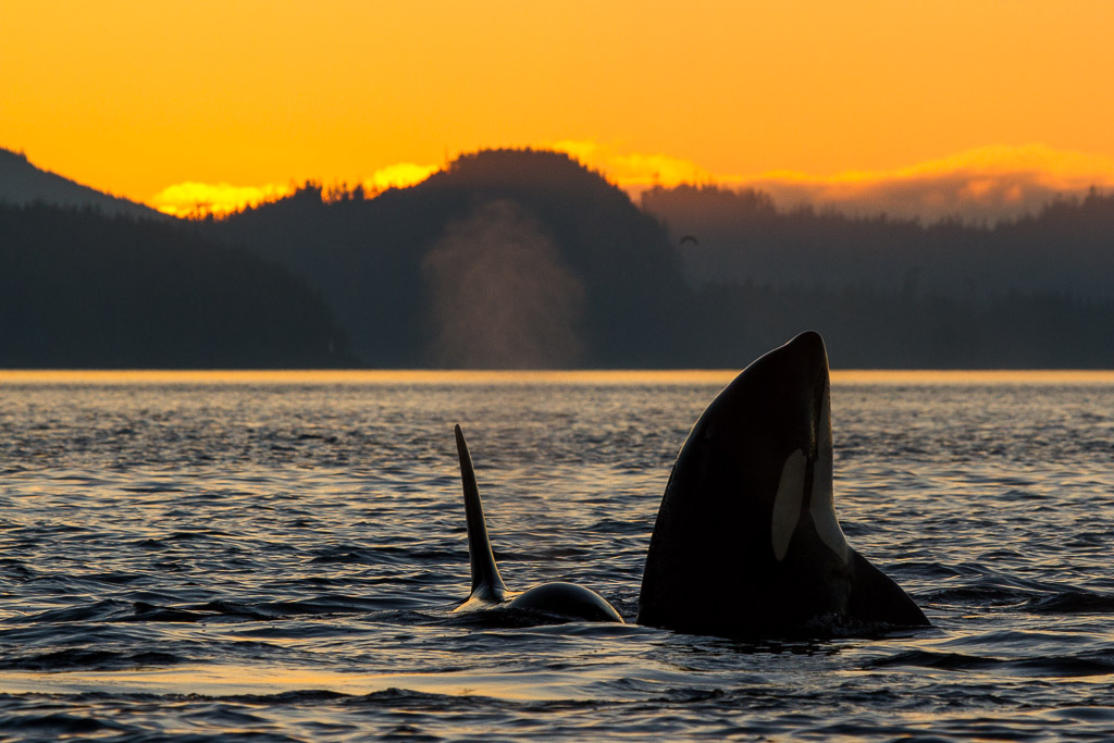 Gruppe von Killerwalen in der Johnstone Strait