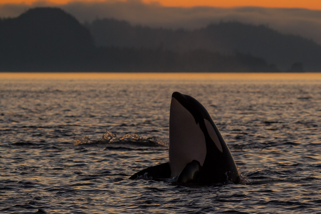 Gruppe von Killerwalen in der Johnstone Strait