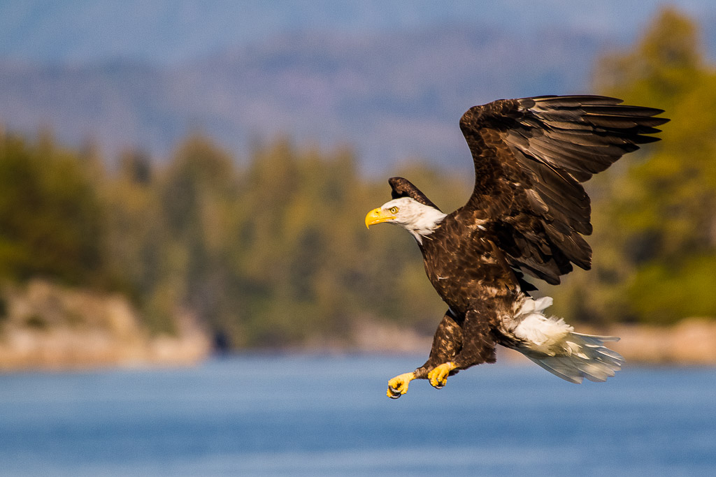 Weißkopfseeadler in der Johnstone Strait