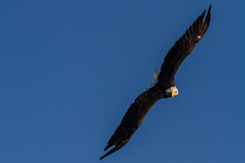 Weißkopfseeadler in der Johnstone Strait