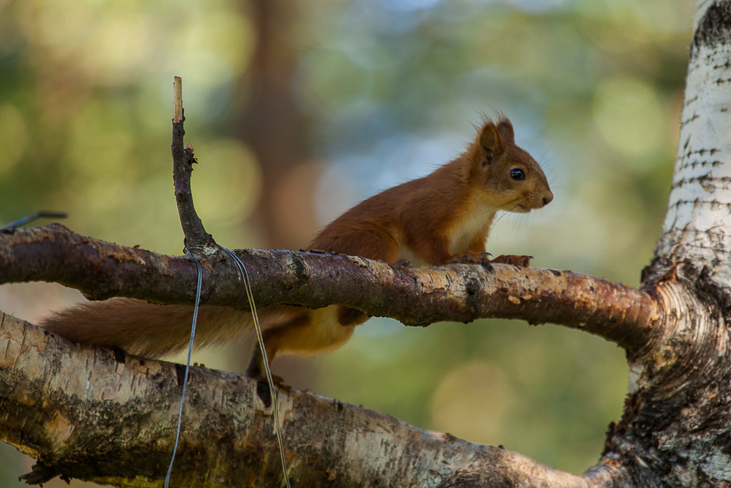 Eichhörnchen in Martinselkonen