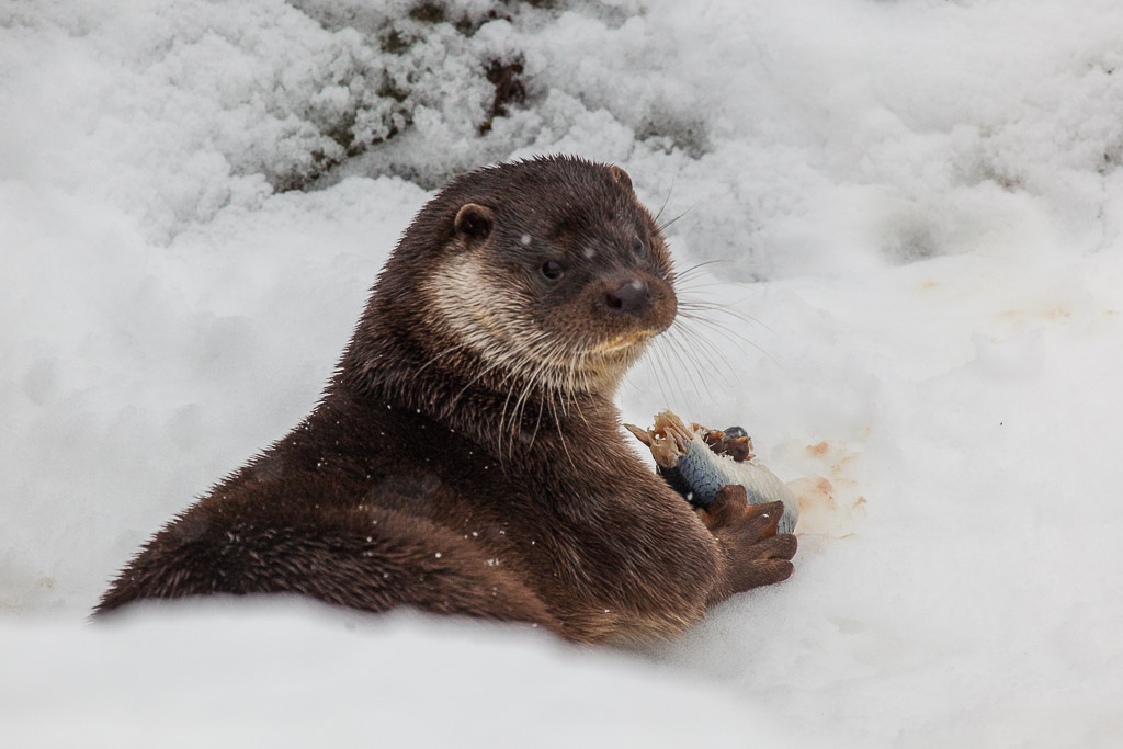 Seeotter