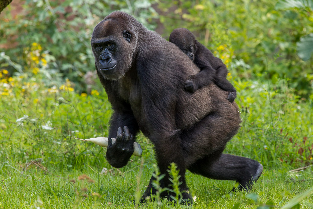 Rundgang durch den Frankfurter Zoo