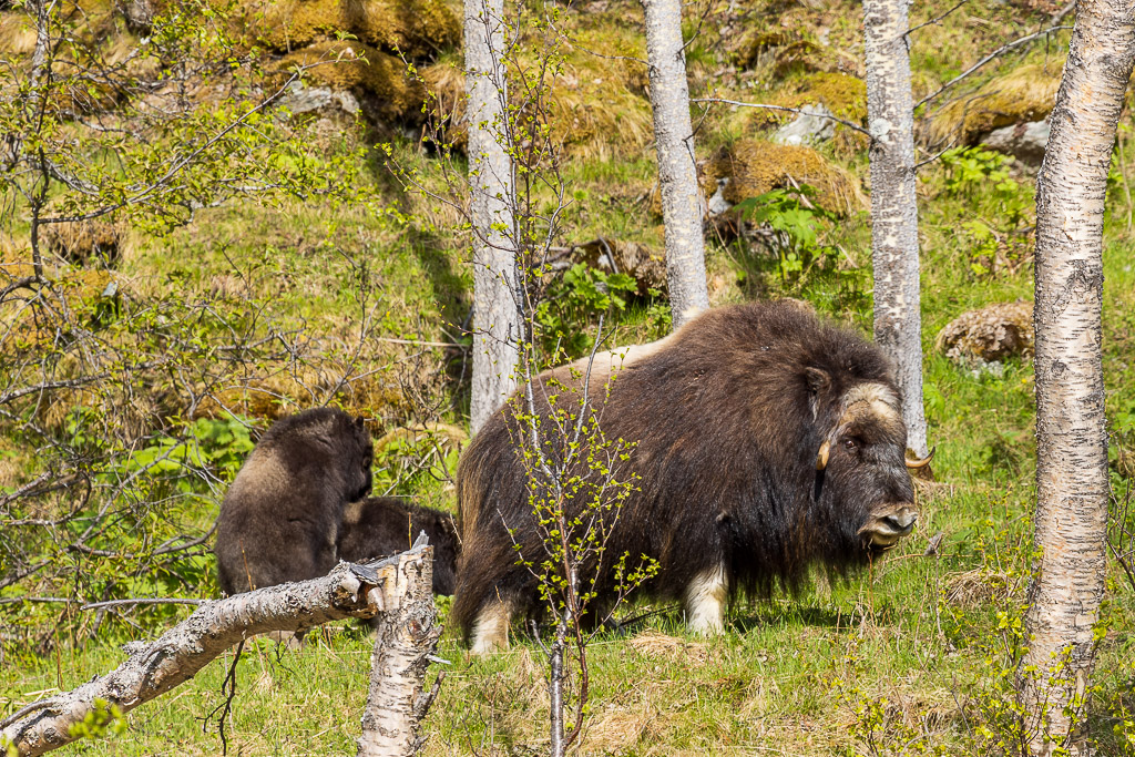 Moschusochsen am Dovrefjell