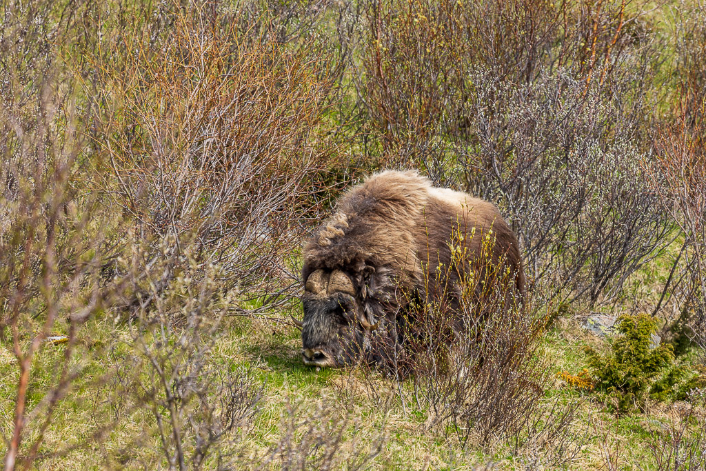 Moschusochsen am Dovrefjell