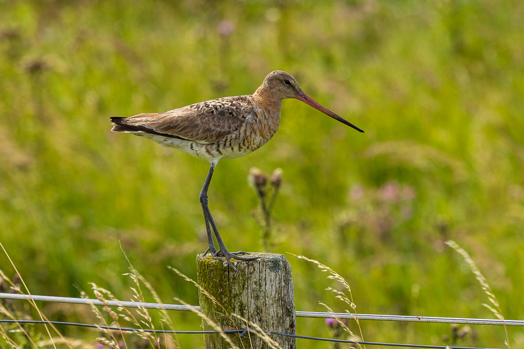 Vögel an der Hamburger Hallig