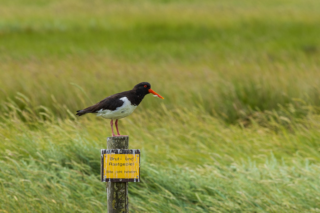 Vögel an der Hamburger Hallig