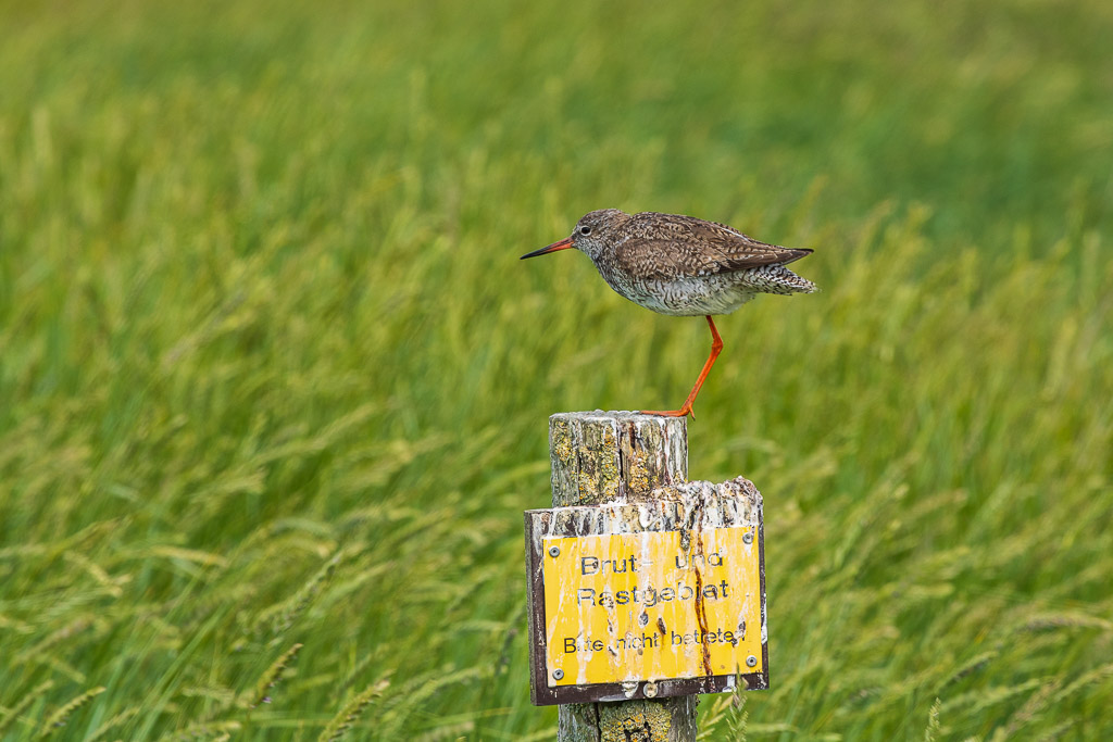 Vögel an der Hamburger Hallig