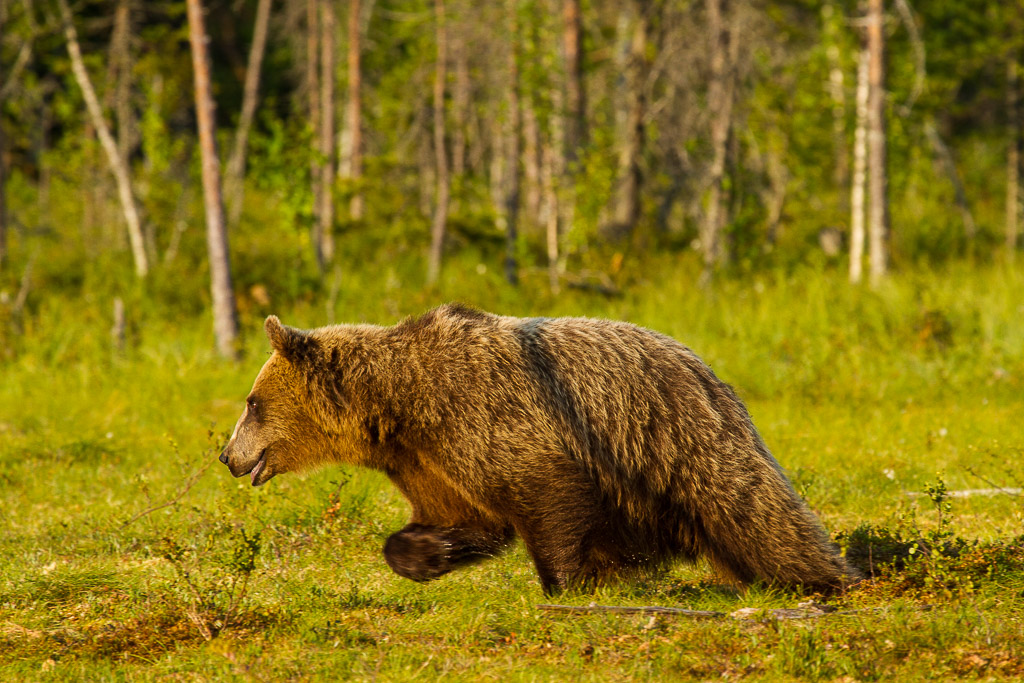 Braunbären in Martinselkonen