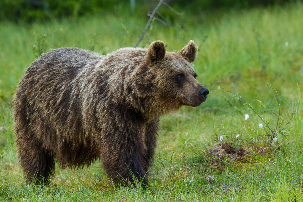 Braunbären in Martinselkonen