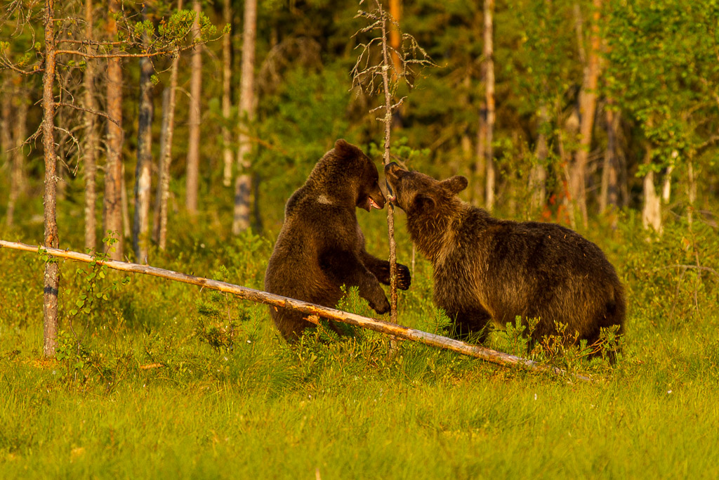 Braunbären in Martinselkonen