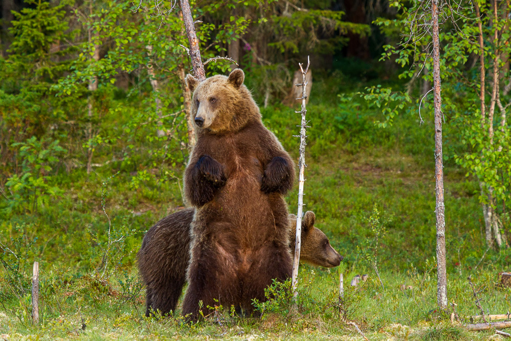 Braunbären in Martinselkonen