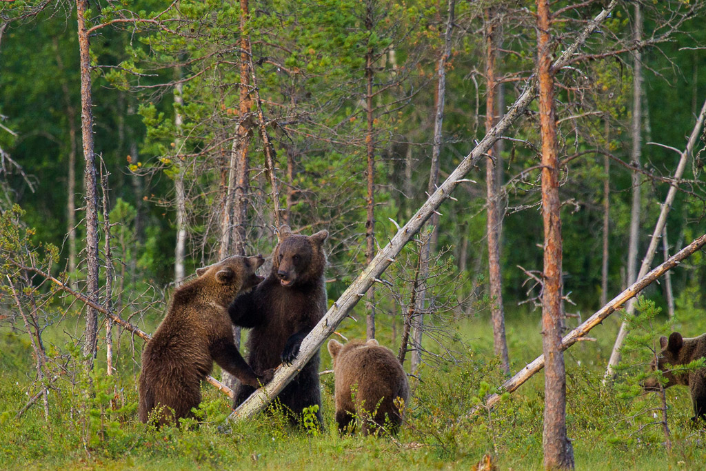 Braunbären in Martinselkonen