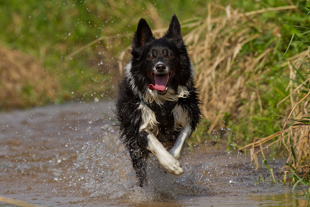 Border Collie im Wasser beim Toben