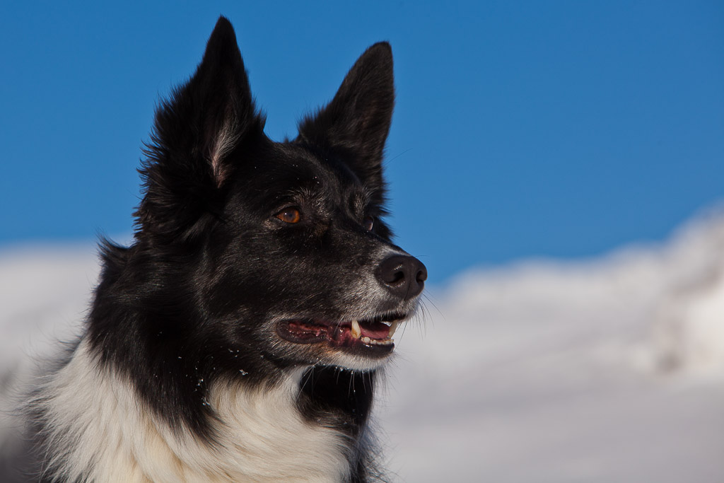 Ayla Spaß im Schnee