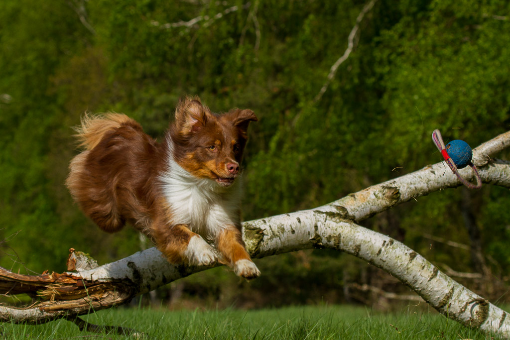 Australian Shepherds auf der Mönchbruchwiese