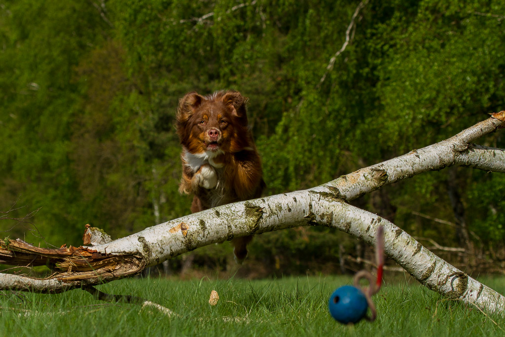 Australian Shepherds auf der Mönchbruchwiese