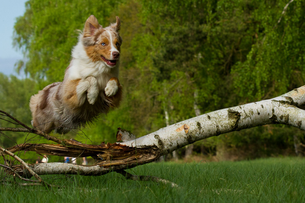 Australian Shepherds auf der Mönchbruchwiese