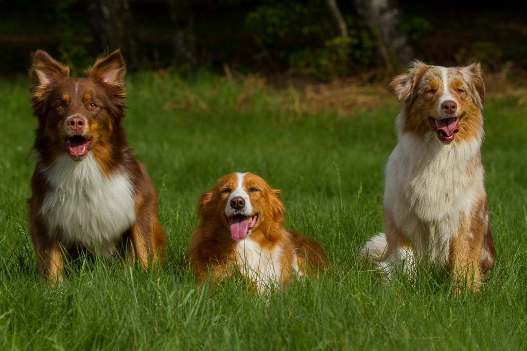 Australian Shepherds auf der Mönchbruchwiese