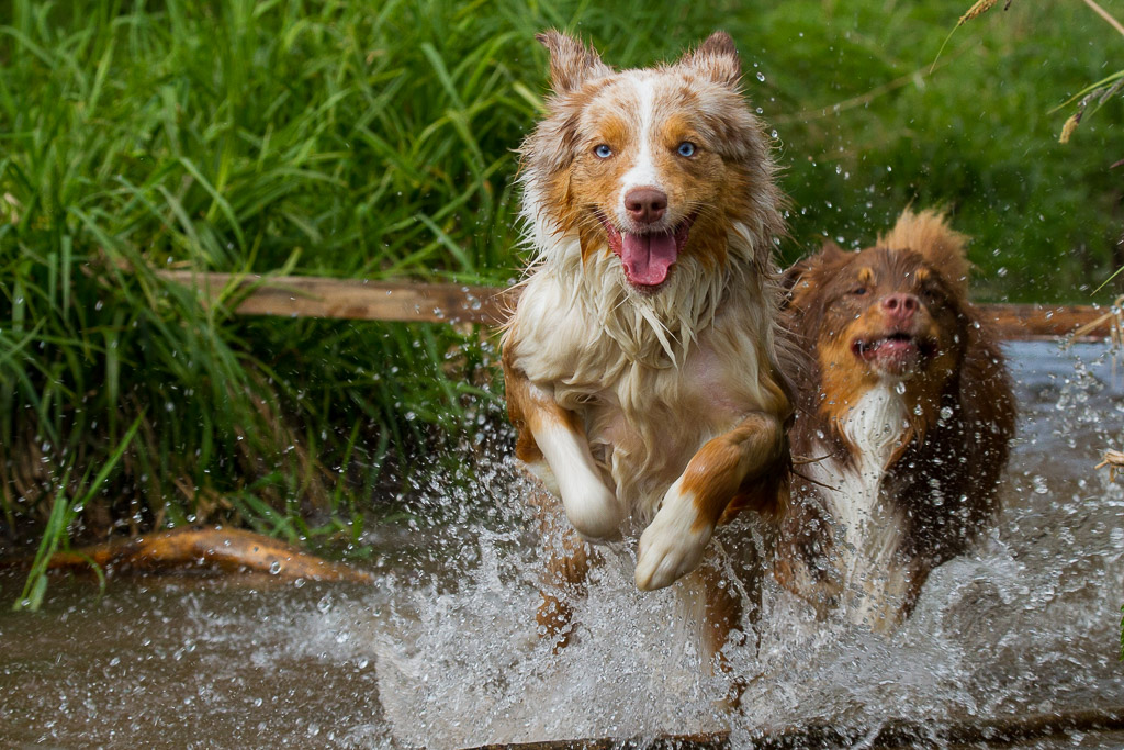 Australian Shepherds auf der Mönchbruchwiese