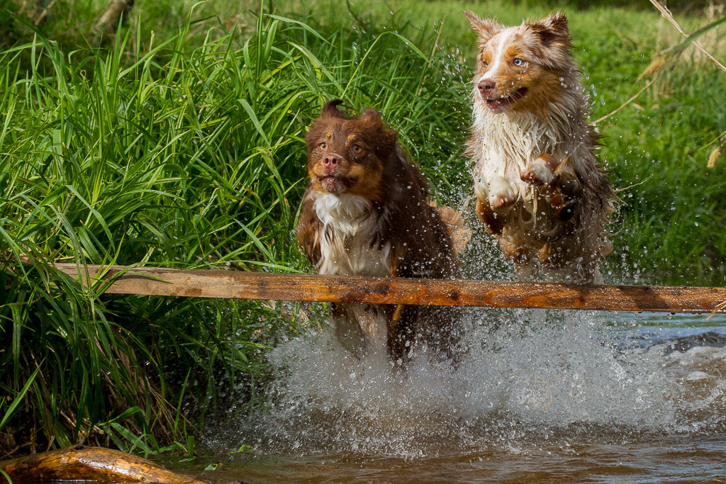 Australian Shepherds auf der Mönchbruchwiese