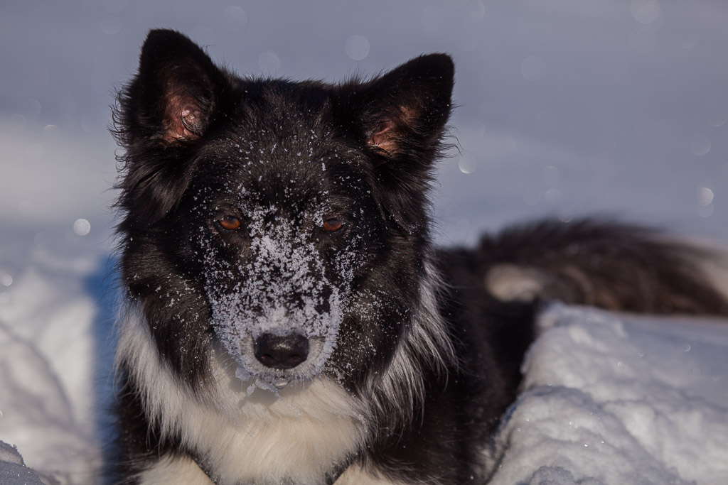 Ayla im Schnee am Gerlos