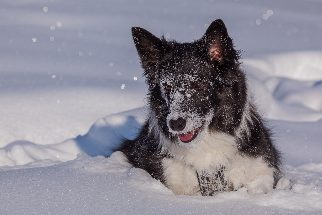 Ayla im Schnee am Gerlos