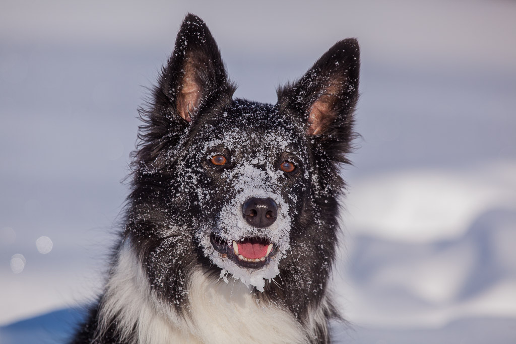 Ayla im Schnee am Gerlos