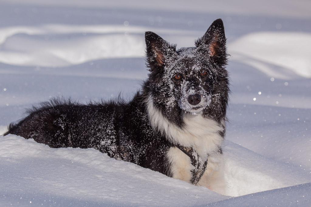 Ayla im Schnee am Gerlos