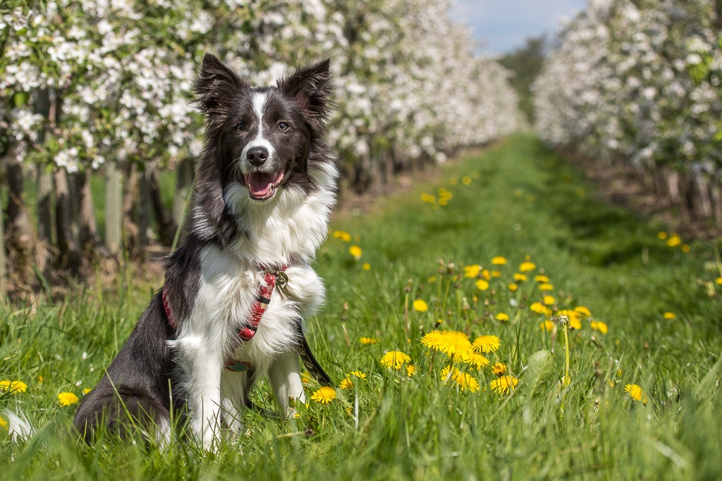 Amy im alten Land