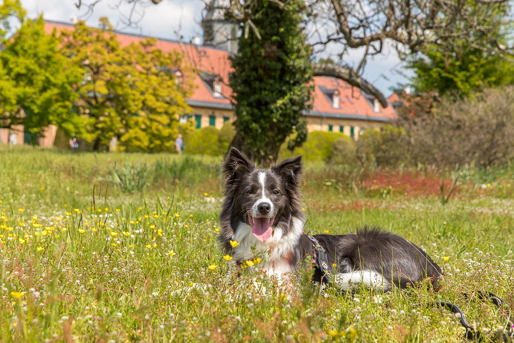 Rundgang durch den Park Wolfsgarten