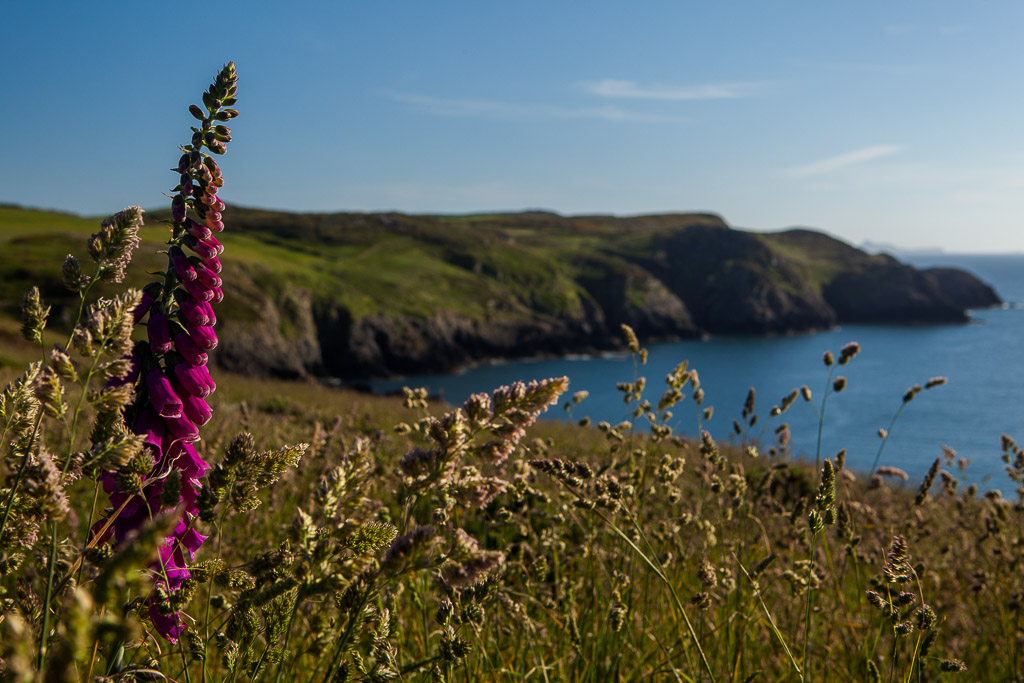 Sunset am Strumble Head Lighthouse, Pembrokeshire NP, Wales, UK