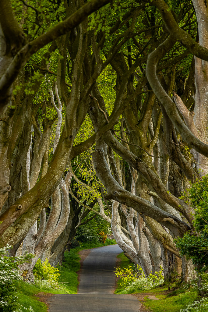 The Dark Hedges