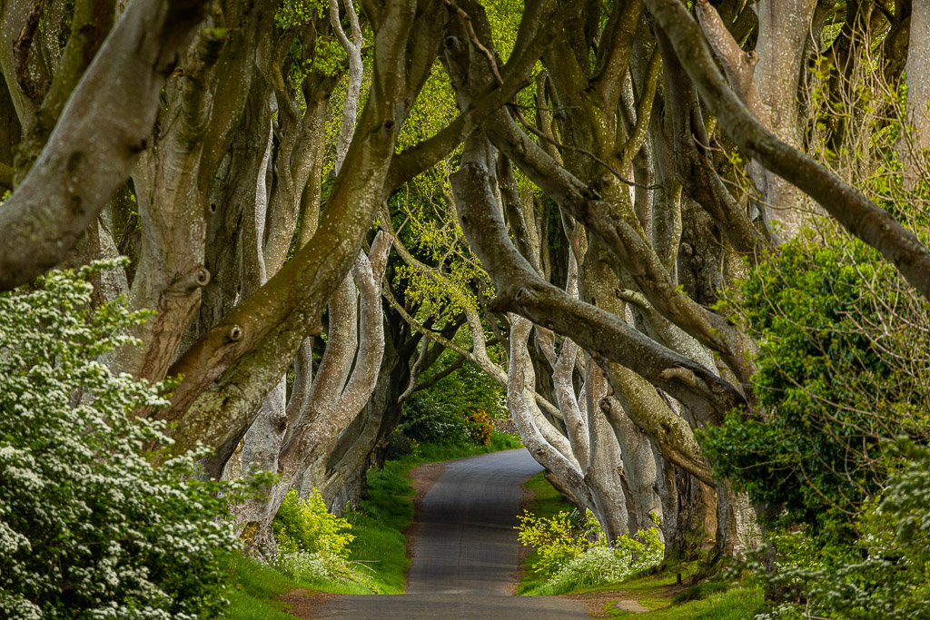 The Dark Hedges