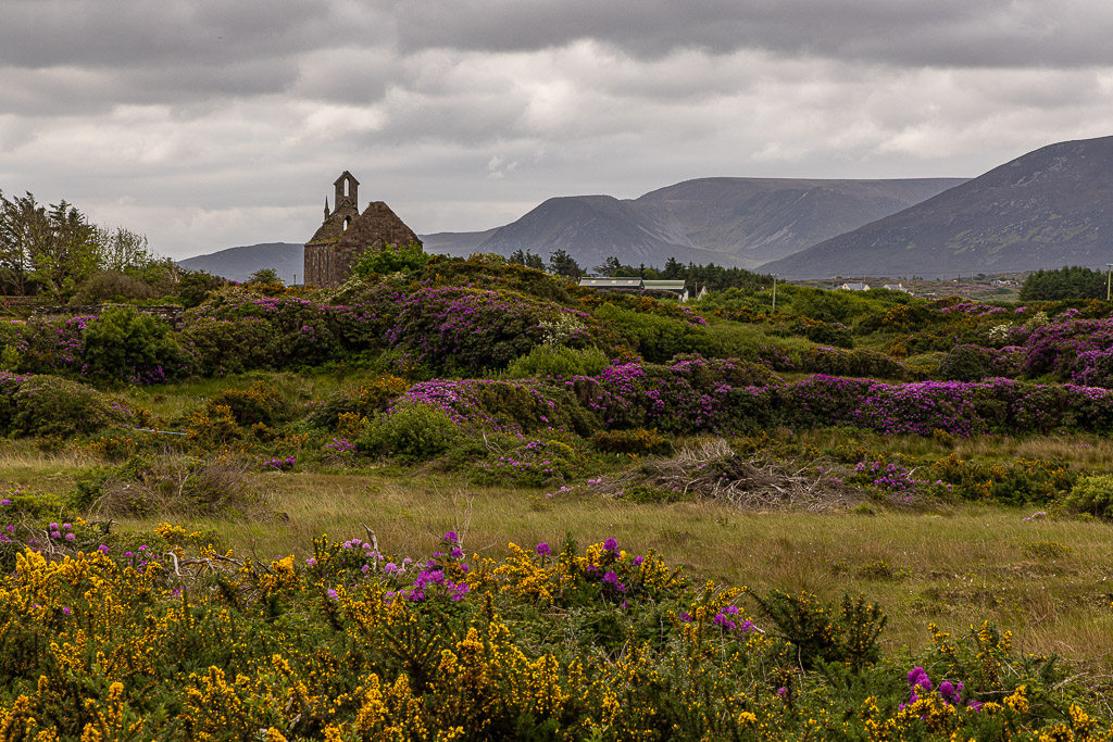 Rhododendronblüte in Mayo