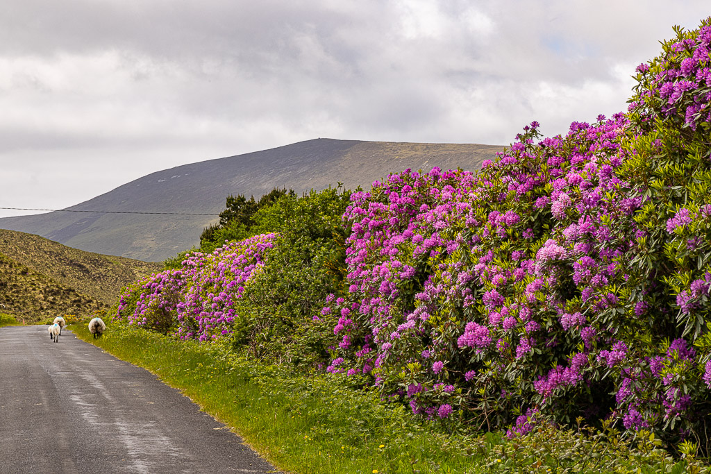 Rhododendronblüte auch der Insel Achill