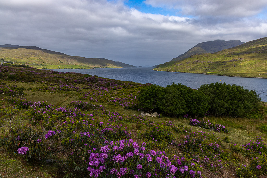 Rhododendronblüte in Connemara