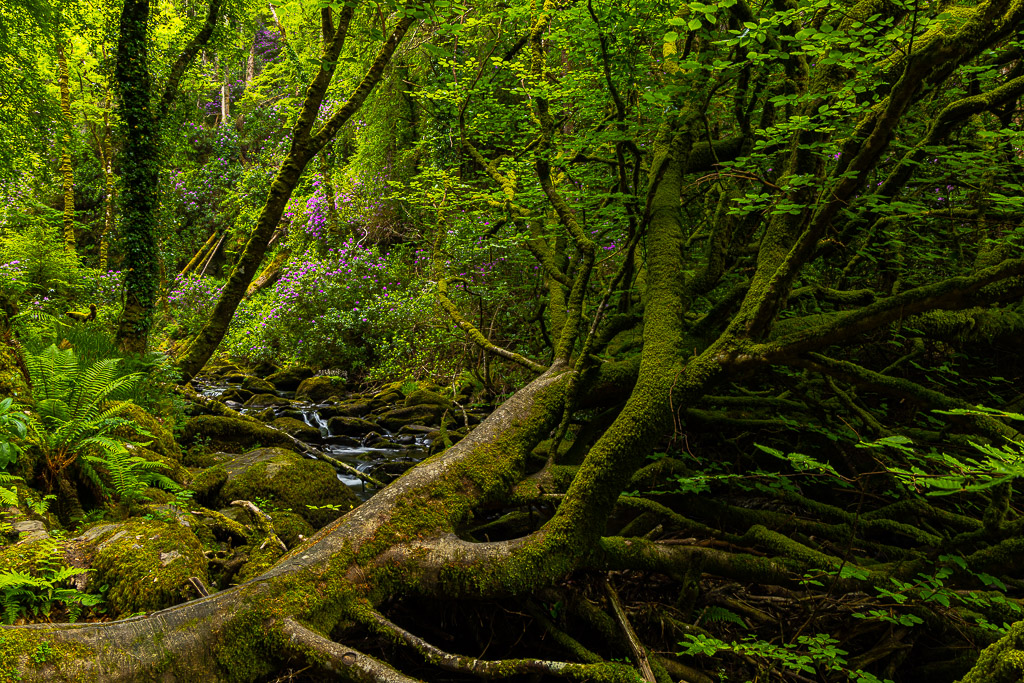 Torc Waterfall