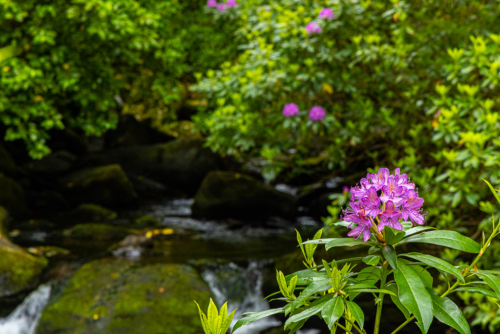 Torc Waterfall