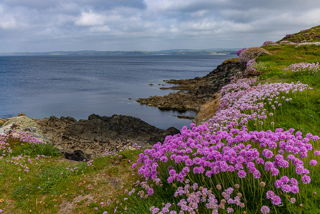 Galley head