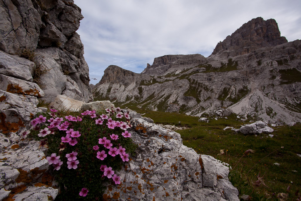 Bergwisen an der Dreizinnenhütte