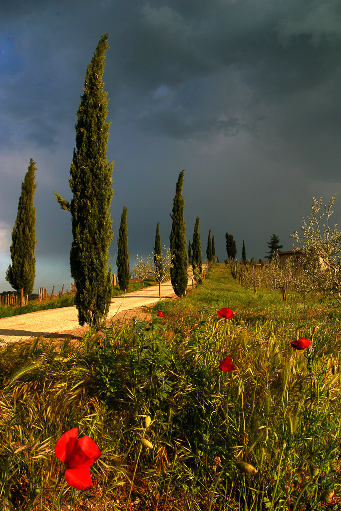 While beeing in Tuscany for a week we just drove for dinner when coming across this thunderstorm scenery in front of us. The dark skies add to the strong colours of the sunset light and gives a good contrast.