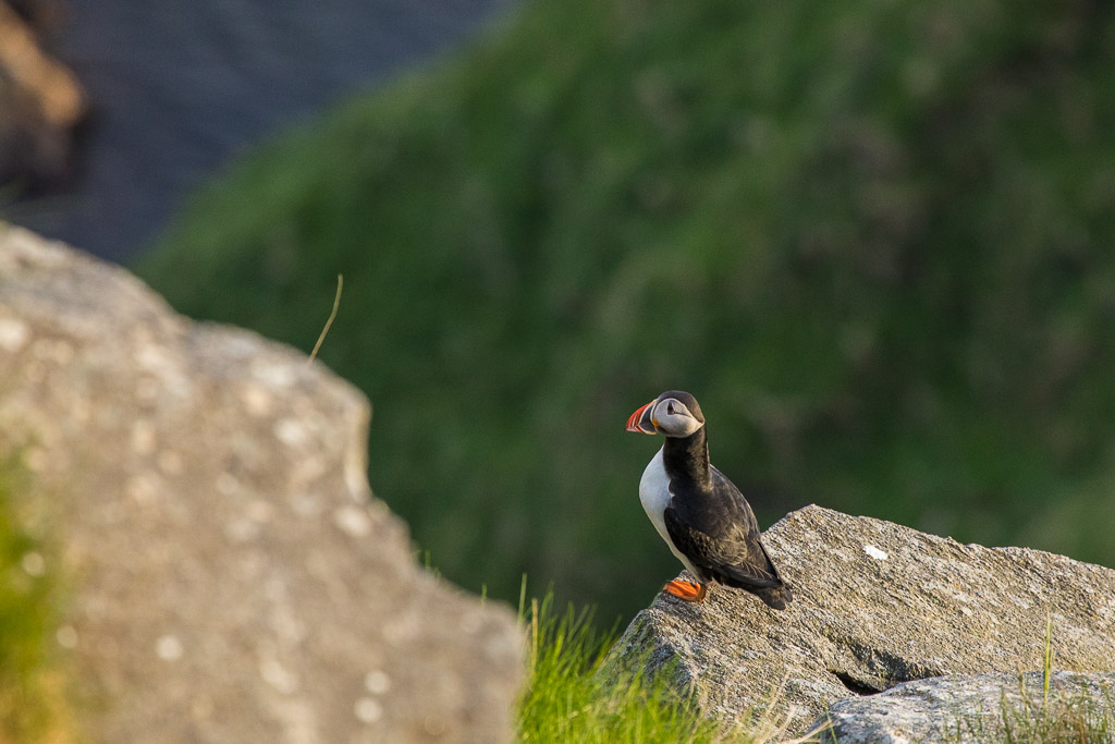 Puffin, Papageitaucher