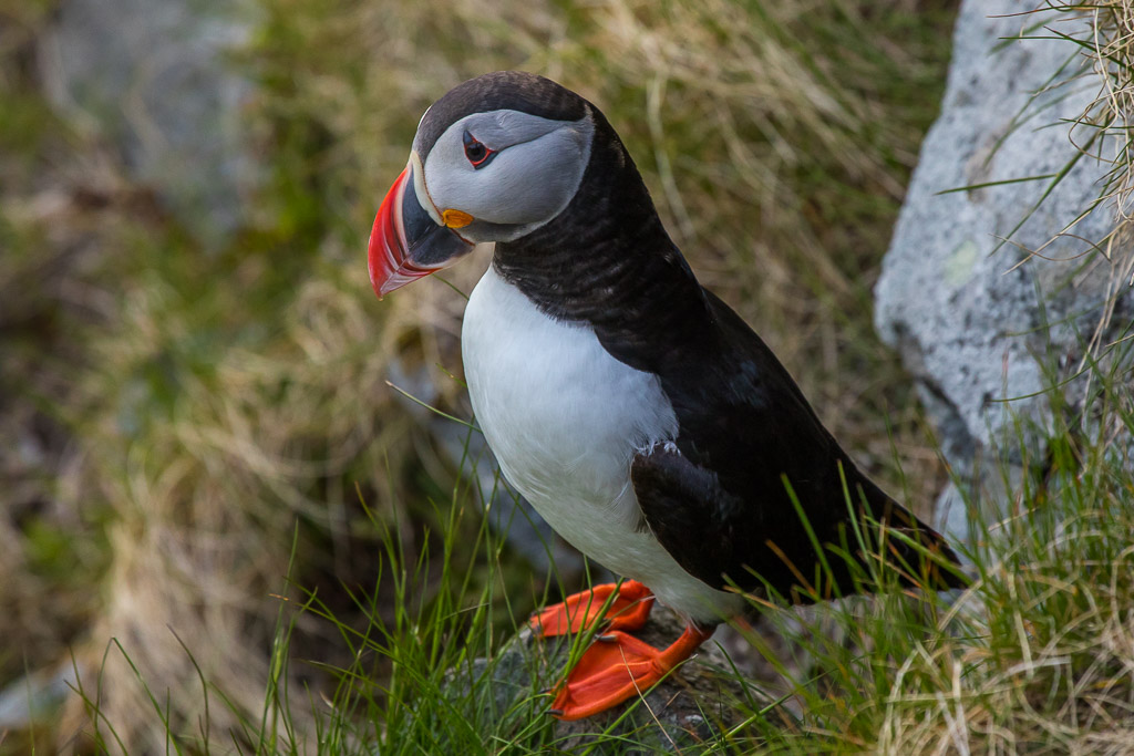 Puffin, Papageitaucher