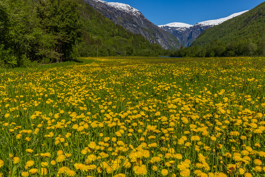 Morgenlicht im Gudbrandsdalen