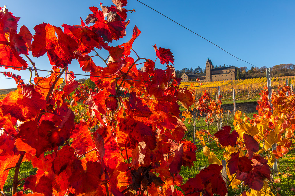 Herbst in den Weinbergen